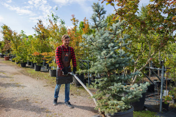 Professional Tree Removal in Camarillo, CA